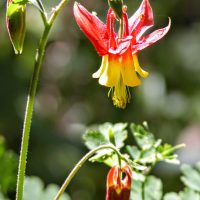 Aldous Lake Flower