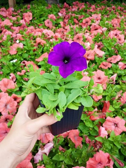 Treehouse Nursery Petunia