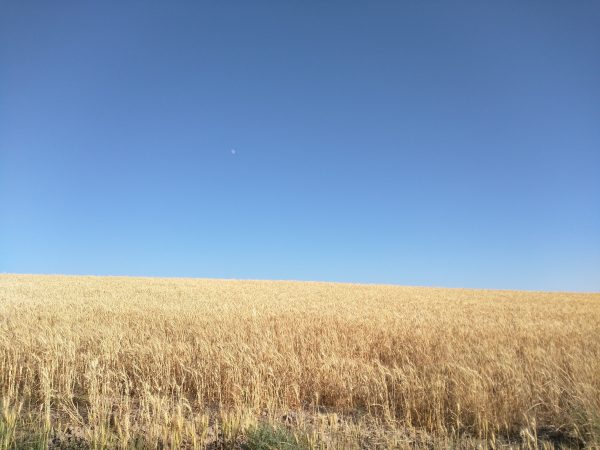 Fields near Targhee National Forest