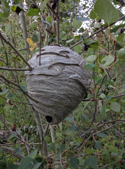 Moody Meadow Wasp Nest