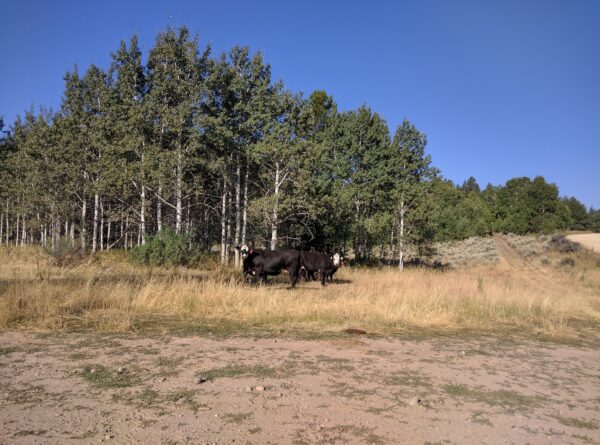 Onlooking Cattle