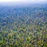 Aerial Shot of Forest